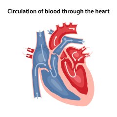 Circulation of blood